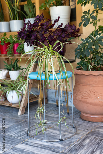 Spider Plant with Long Trailing Leaves on Blue Stool Stand
