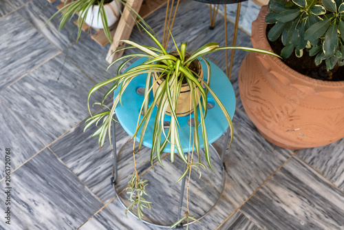 High Angle View of a Spider Plant in a Wooden Planter on a Stool