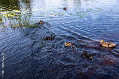Ducks swim in the river on a summer day