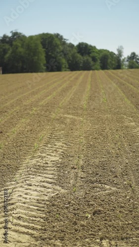 Agricultural field in the rural countryside, tilled and prepared with young green plant crops, ground or soil with furrows and tractor tire tracks vertical video