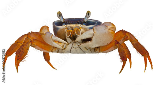 Fotografie crab, beach, seafood, PNG on Transparent background