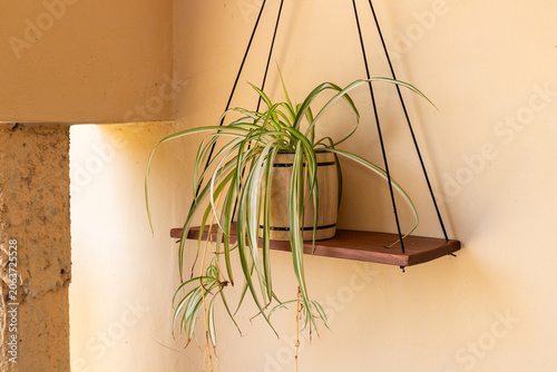 Close Up of Variegated Spider Plant in Wooden Barrel Pot
