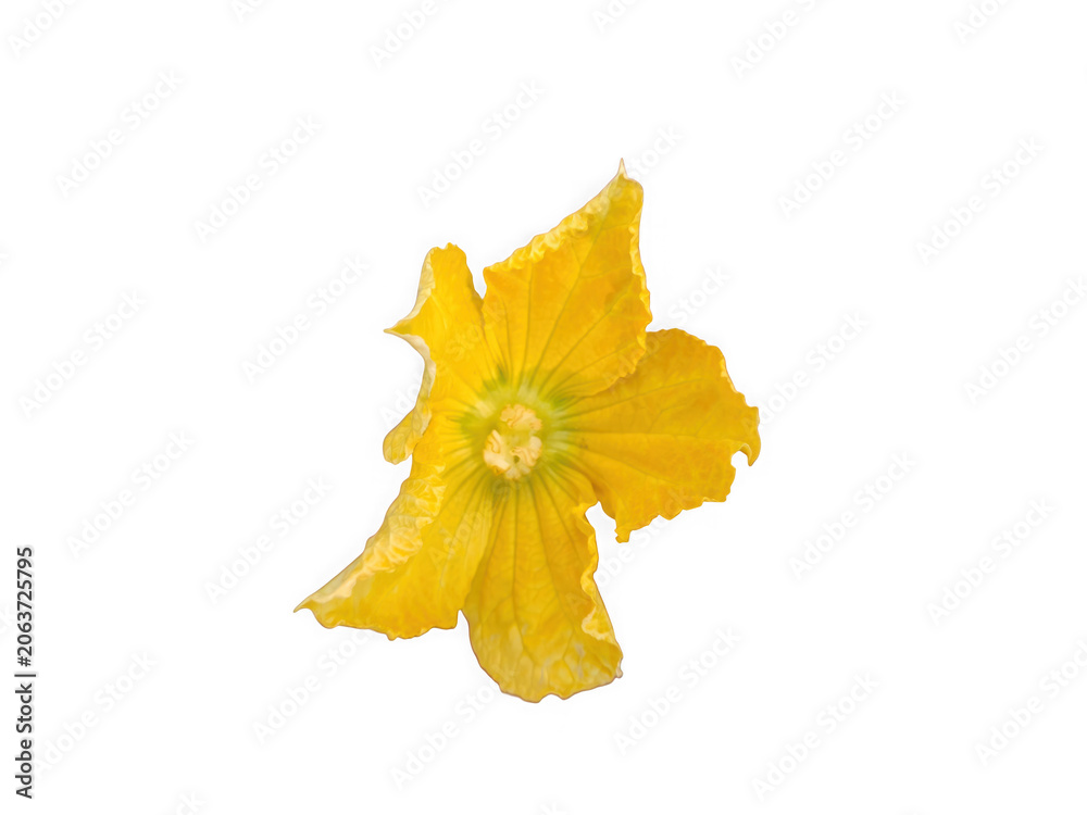 Fototapeta premium Single bright yellow cucumber flower blossom