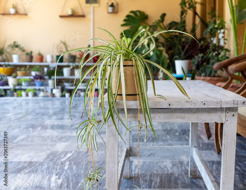 Spider Plant on Table in Cozy Modern Interior