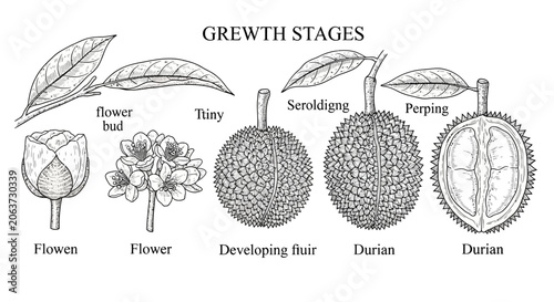 Photos Durian Fruit Growth Stages.