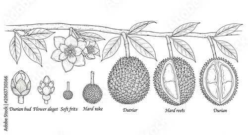 Fotografía Durian Fruit Various Stages.