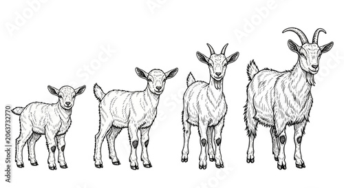Tablou pe pânză Goats in a line standing.