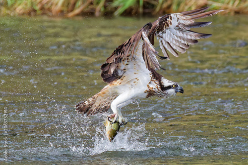 Fotografia 狩りに成功したミサゴ(Osprey)
