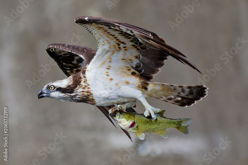 Bild auf Leinwand ブラックバスを掴んで飛ぶミサゴ(Osprey)