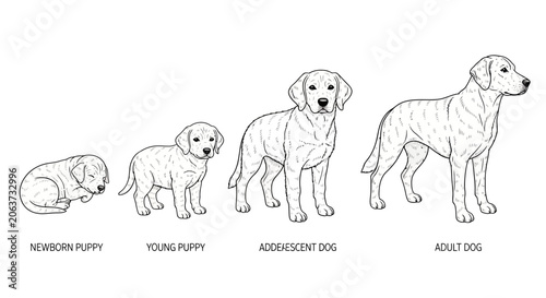 Fotografía Golden Retriever Dog Life Stages.