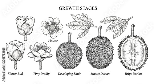 Quadro su tela Stages of Fruit Growth Process.