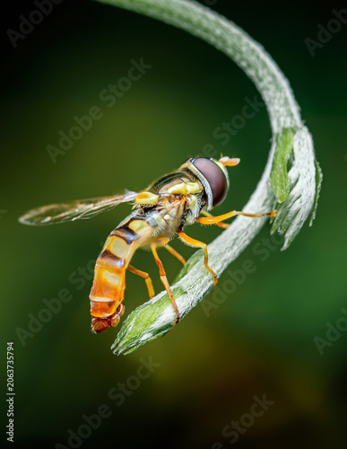 Hoverfly resting on green plant stem in nature