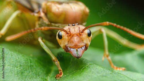 Tableau sur toile Winged oecophylla smaragdina weaver ant queen close up