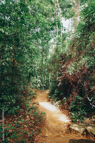 path in the forest. Tropical forest Koh Chang island 