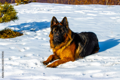 Long Haired German Shepherd Lying in Snow