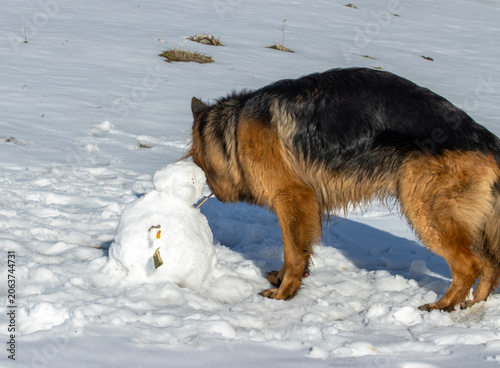 German Shepherd Playing with Snowman