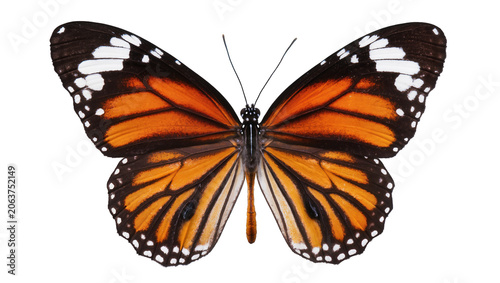 Monarch butterfly with orange black and white wings, isolated on transparent background