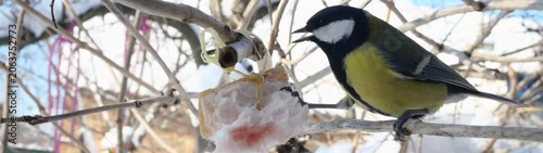 Great tit bird feeding on a piece of fat tied to a branch in natural winter environment.