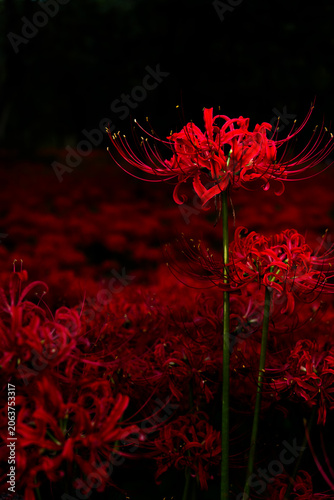 Red Spider Lily Blooming Against a Dark Background
