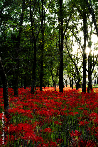 Red Spider Lily Field in a Forest with Sunlight