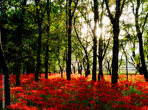 Red Spider Lily Field Illuminated by Sunlight in Forest