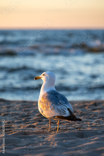 Seagull on the beach