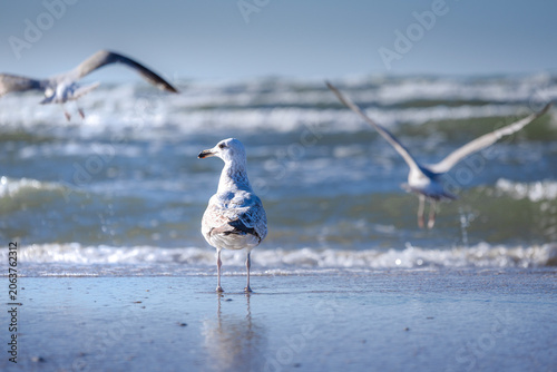 Seagull on the beach