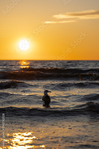 A seagull in the sea at sunset