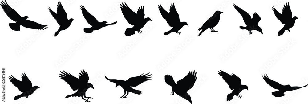 Fototapeta premium Flying bird silhouette collection, raven crow and blackbird poses set, wildlife vector illustration design