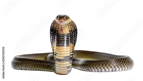 Quadro su tela King cobra snake with hood flared and tongue flicking, isolated on transparent b