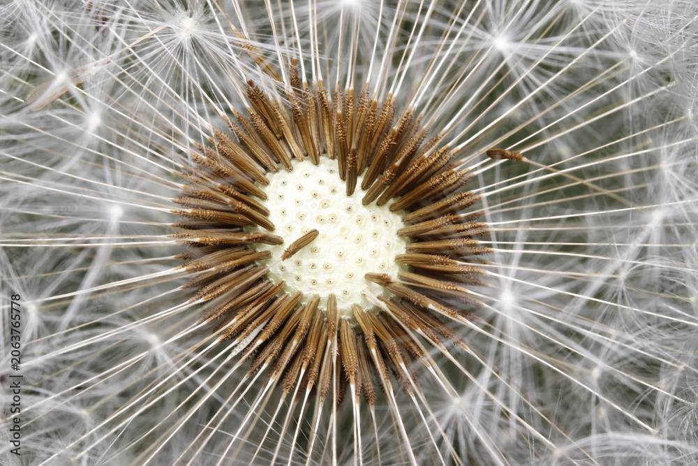 Fototapeta premium Macro shot of dandelion seed head, detailed view of white parachutes and brown seed stalks; close-up of a dandelion flower in seed stage.