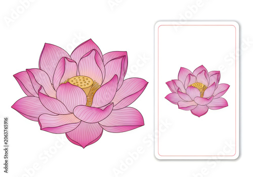 Delicate pink lotus flower with intricate details and a smaller version on a white background