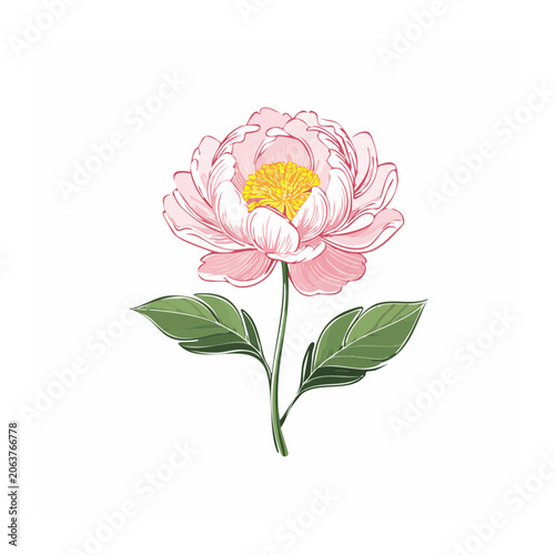 Pink lotus flower with green leaves isolated