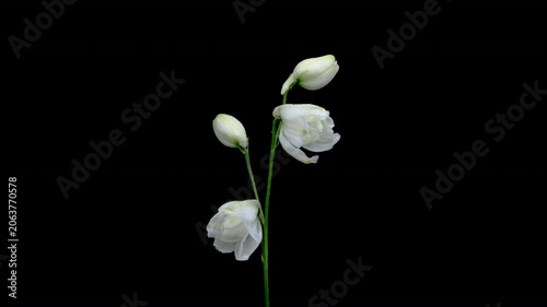 Timelapse of blooming white delphinium flower on black background.