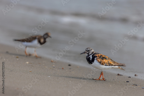 Ruddy turnstone (Arenaria interpres) searching for food on the beach in the Camargue, France.