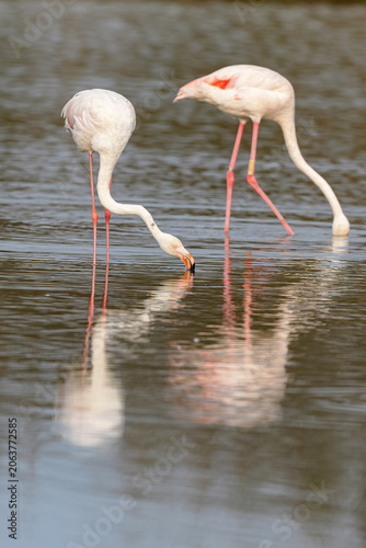 Greater flamingos (Phoenicopterus roseus) feeding in the shallow water of a lagoon in the Camargue, France.