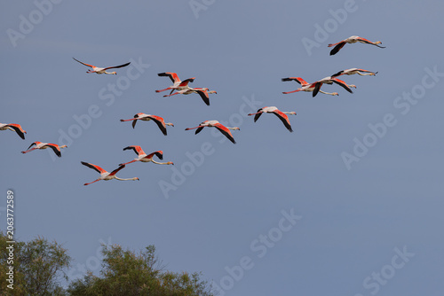 Greater flamingos (Phoenicopterus roseus) flying over a lagoon in the Camargue, France.