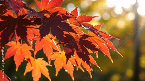 Sunlight filters through vibrant red and orange maple leaves in autumn, casting a warm glow on a nature scene