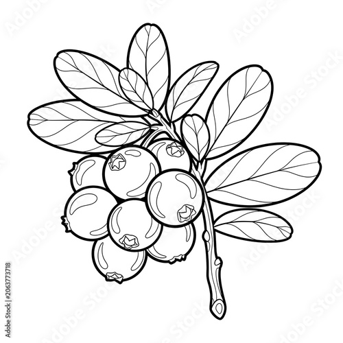 Elegant botanical illustration of blooming passionflower vine.