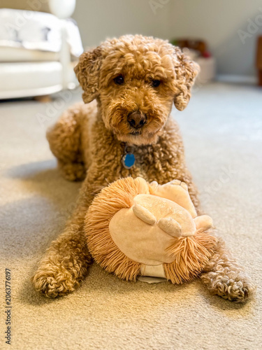 Dog with Lion Toy