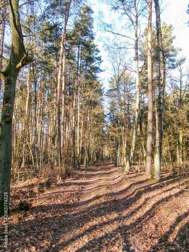 Forest Path in Autumn