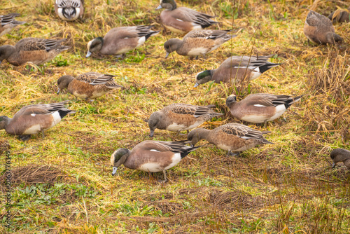 American Wigeon Flock