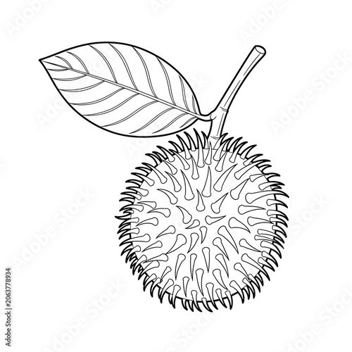 Elegant black and white illustration of a feather with intricate details.