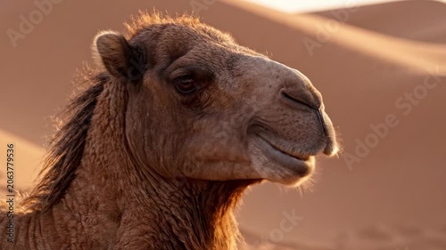 A Close-Up View of a Majestic Camel in the Desert as the Sun Sets, Highlighting Its Unique Features and Serene Expression