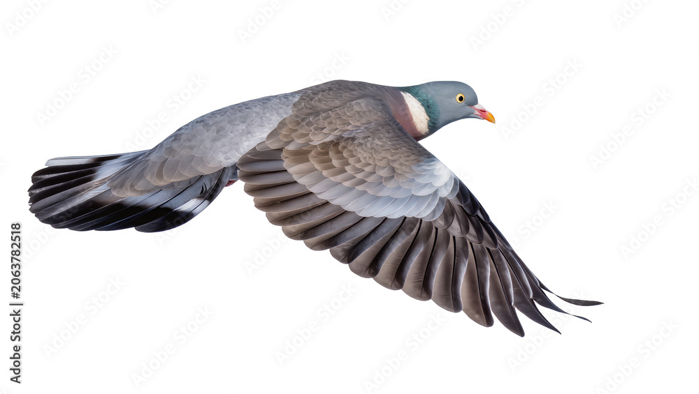 Fototapeta premium Wood pigeon bird in flight with wings spread