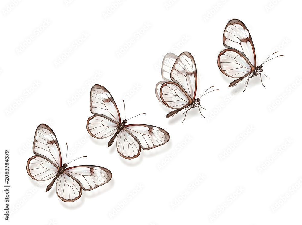 Fototapeta premium Four Ethereal Glasswing Butterflies Arranged Diagonally on Pure White Background