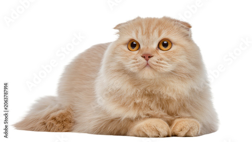 Tableau sur toile Cream Scottish Fold cat with large orange eyes