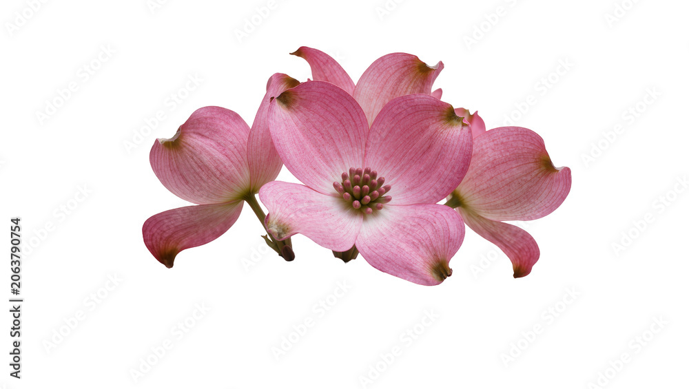 Obraz premium Pink Dogwood Flowers with Green Stems