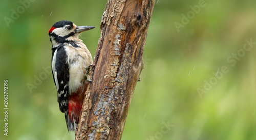 Obraz na plátne Great Spotted Woodpecker Clinging to Weathered Tree Trunk in Green Woodland Habi