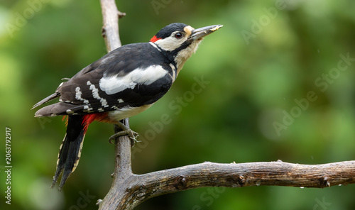 Great Spotted Woodpecker Clinging to Weathered Tree Trunk in Green Woodland Habitat